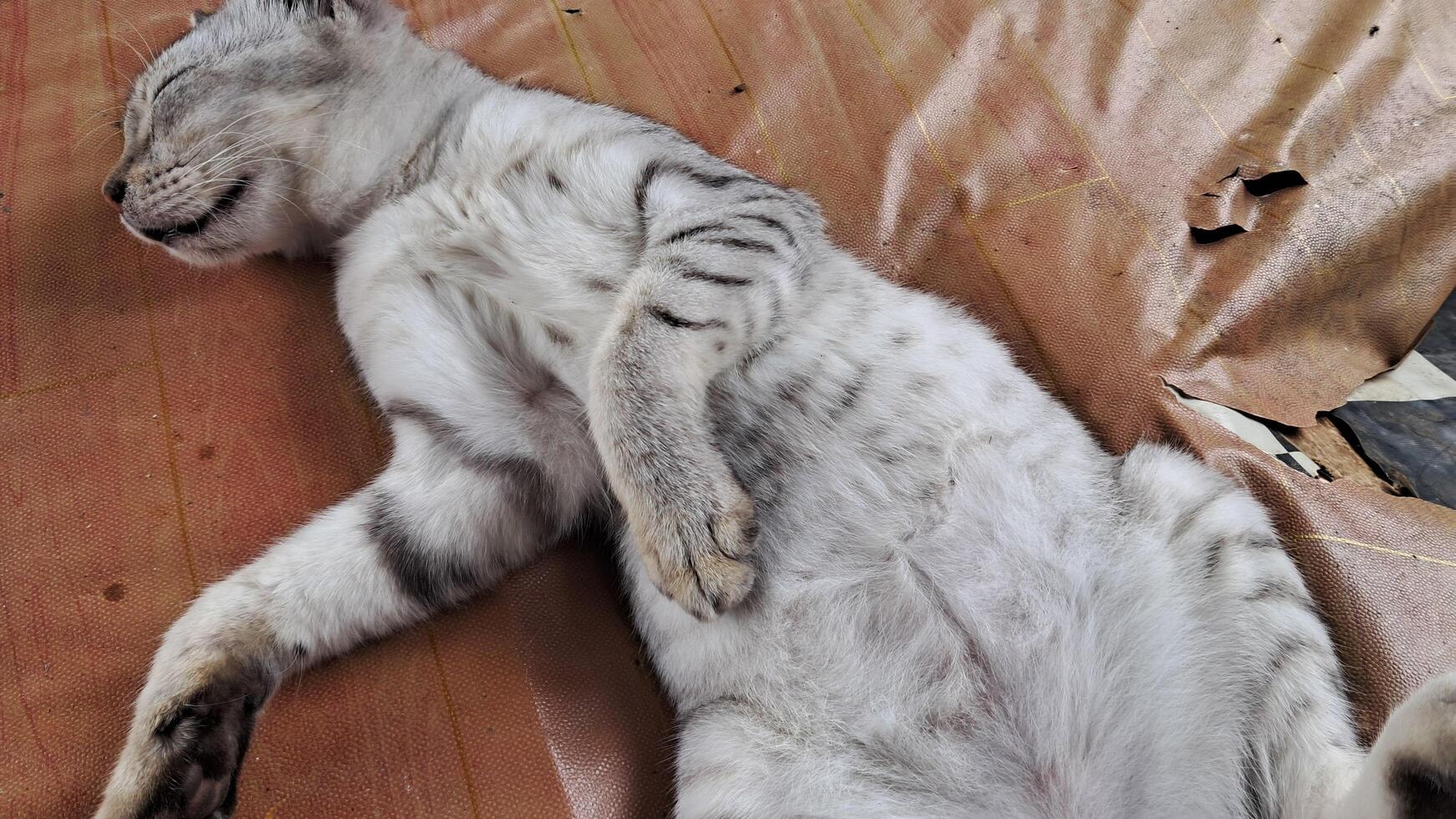 a cat laying on its back on a wooden floor photo