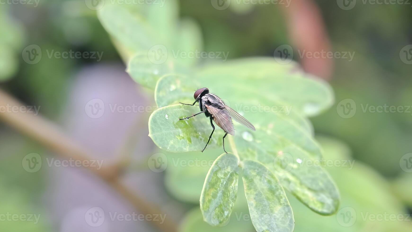 macro foto de mosca insecto