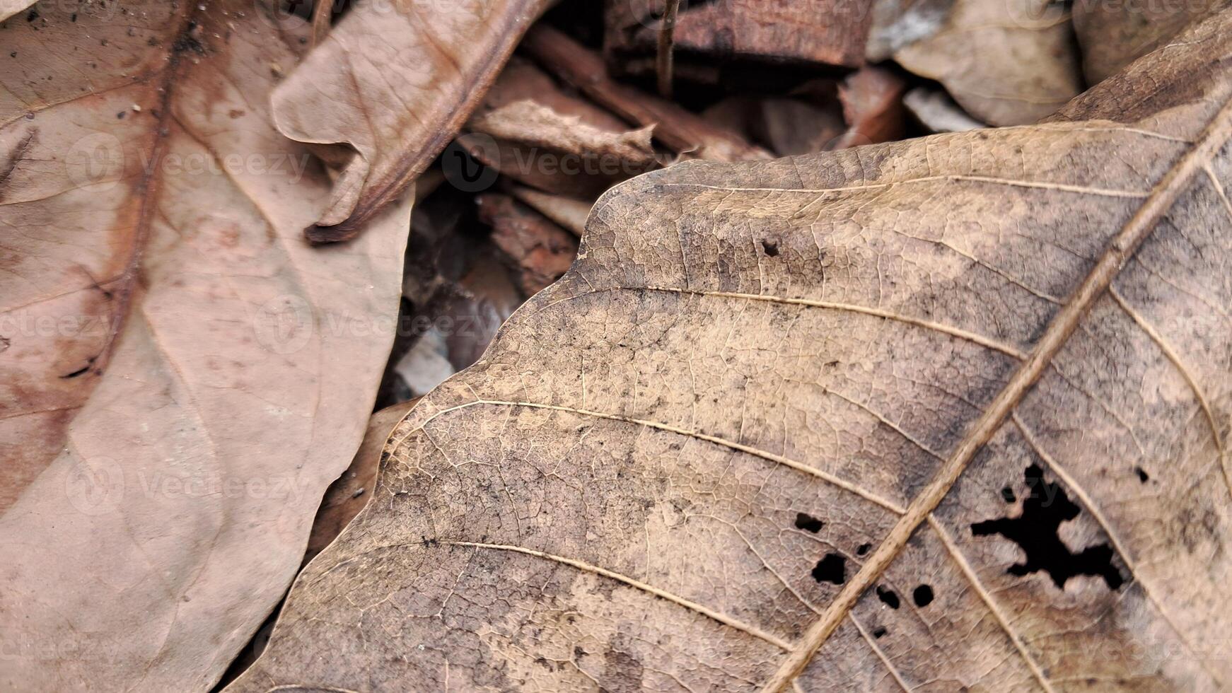 seco hojas acostado en el suelo foto