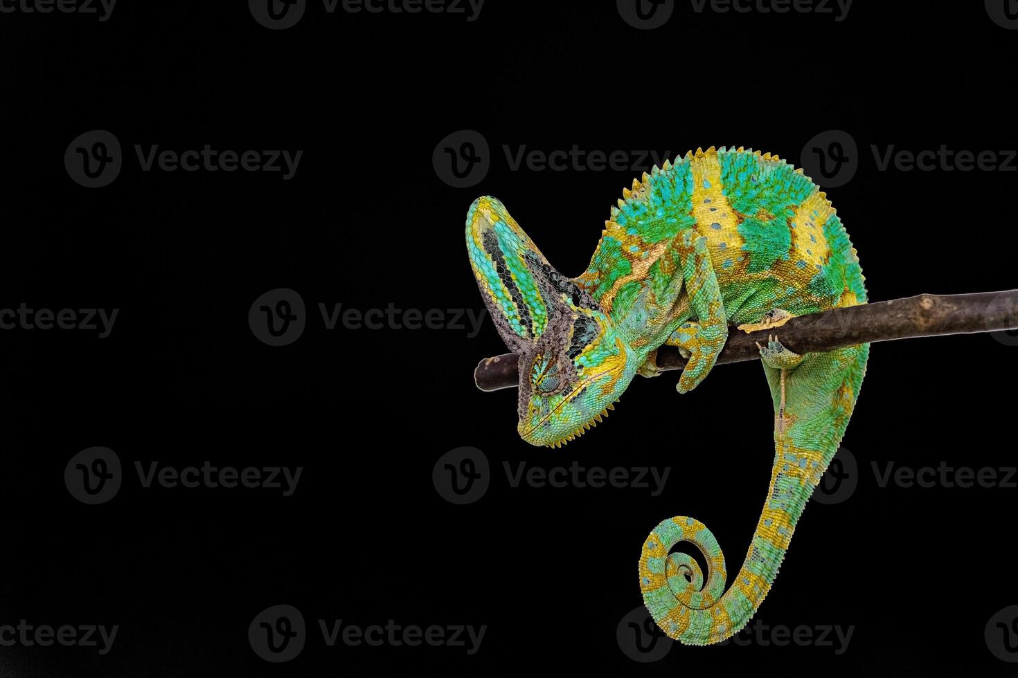 Cute funny chameleon - Chamaeleo calyptratus on a branch photo