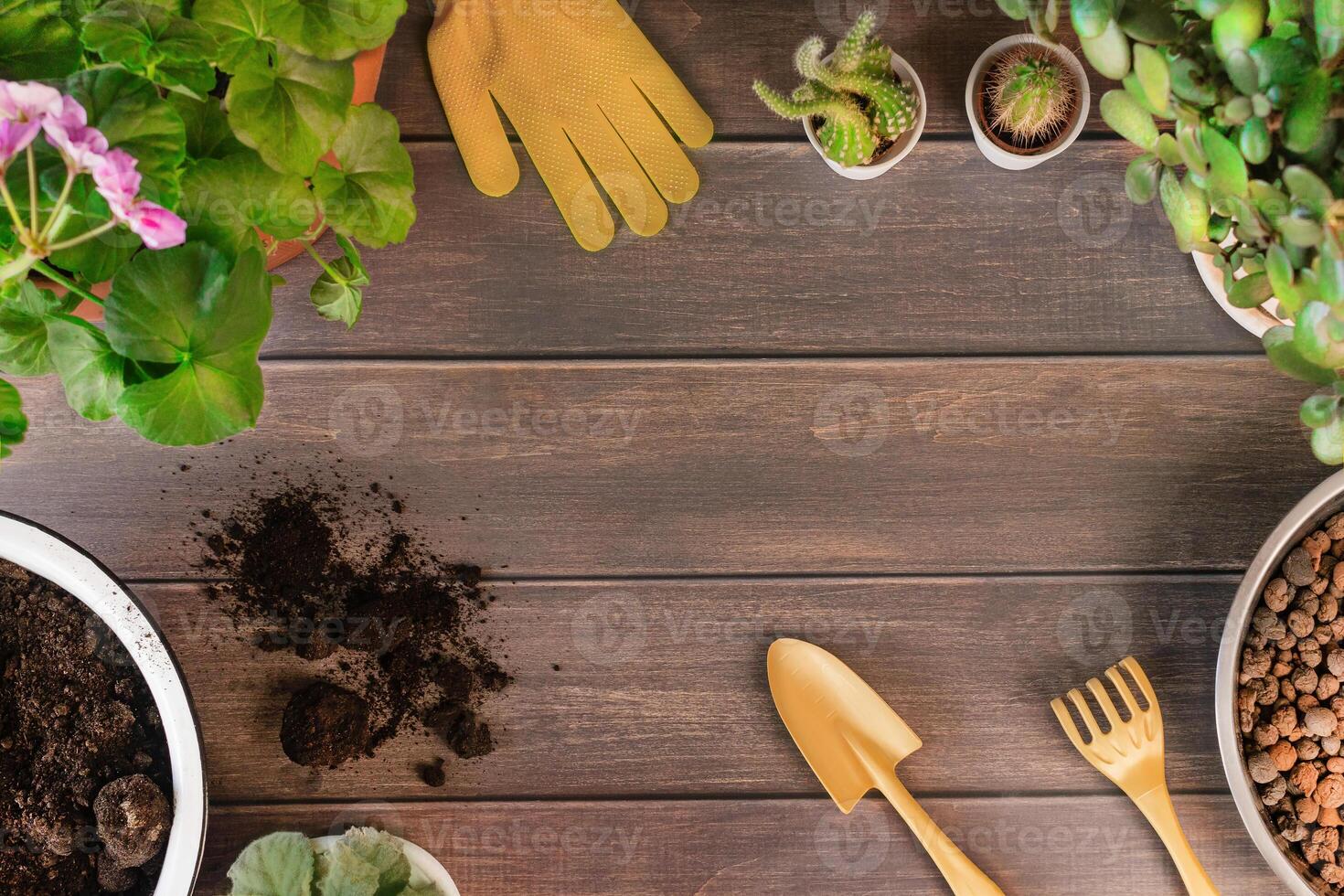 Gardener concept, wooden table background, take care in home garden. Flat lay, copy space for your text. Hobby of plant, gardening or houseplant indoor. Cactus in ceramic pot, soil, gloves, rake, photo