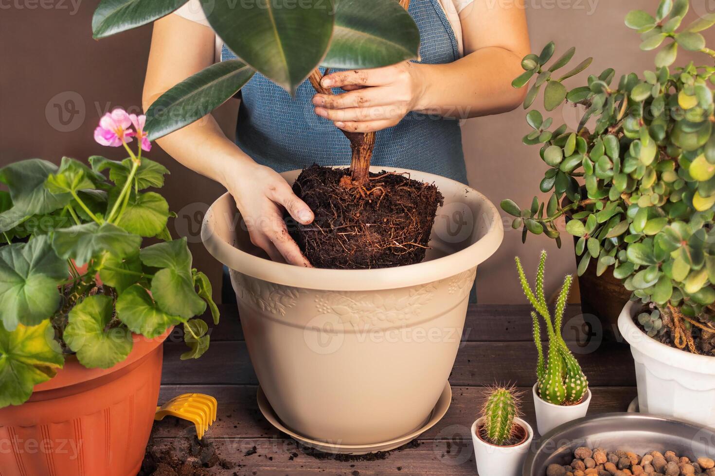 Woman Replanting Flowers and Planting Plants. Spring Houseplant Care, Waking Up Indoor Plants for Spring. Woman is transplanting plant into new pot at home. Rubber Ficus photo