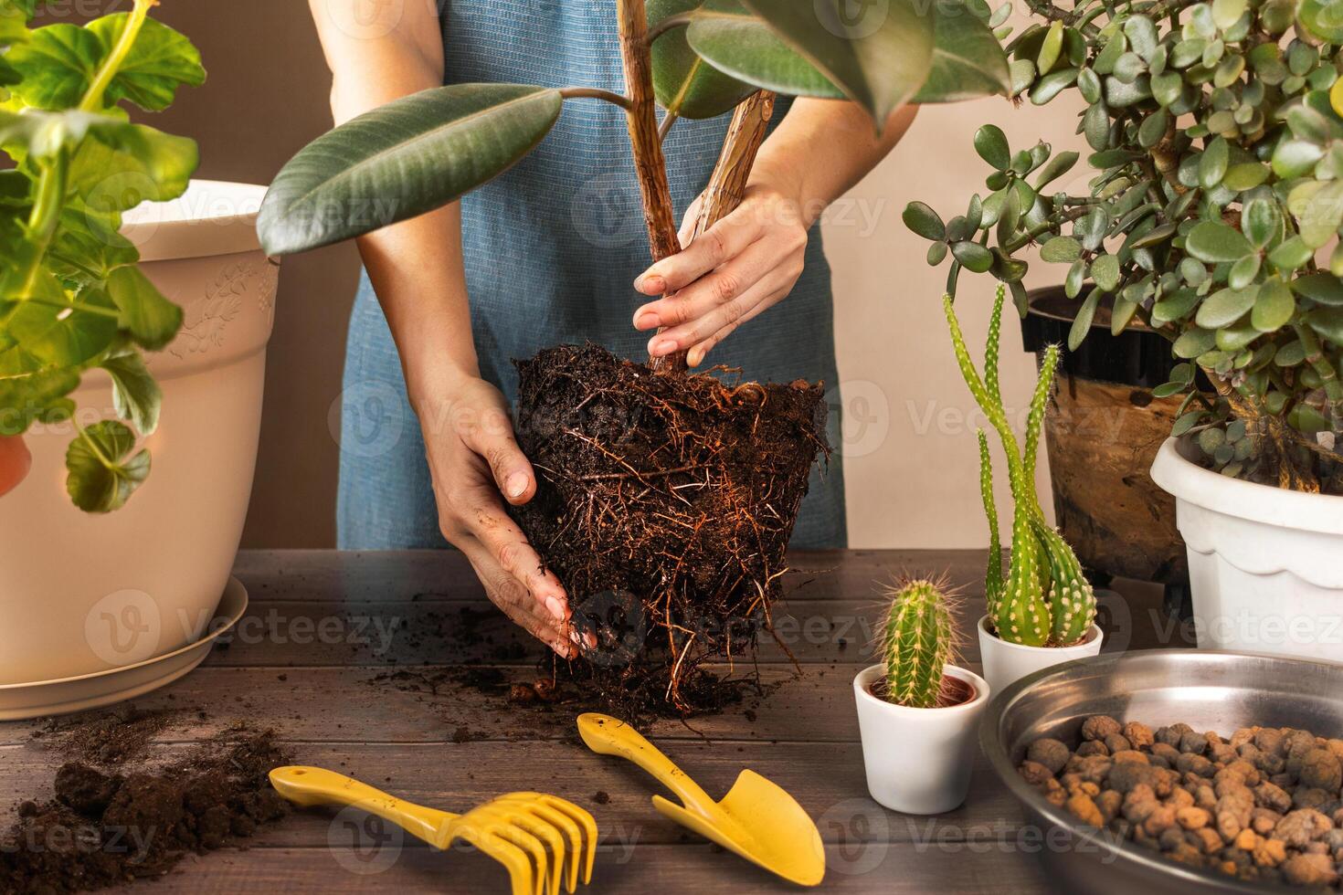 mujer replantación flores y plantando plantas. primavera planta de casa cuidado, despertar arriba interior plantas para primavera. mujer es trasplante planta dentro nuevo maceta a hogar. caucho ficus foto