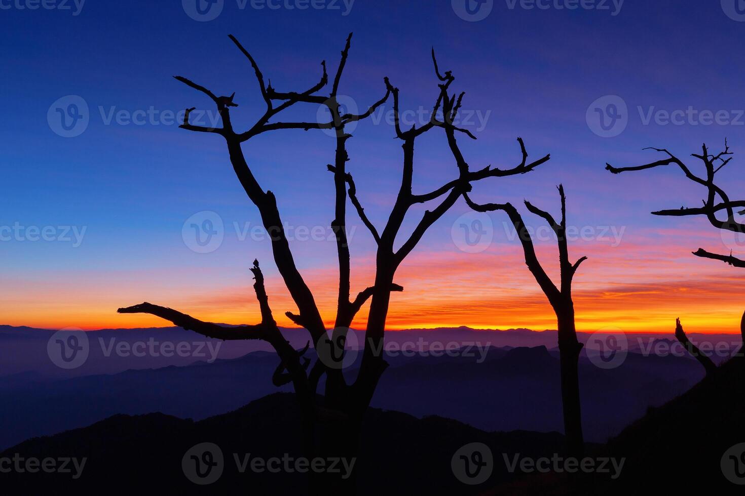 el seco árbol en el Mañana con un hermosa cielo antecedentes foto