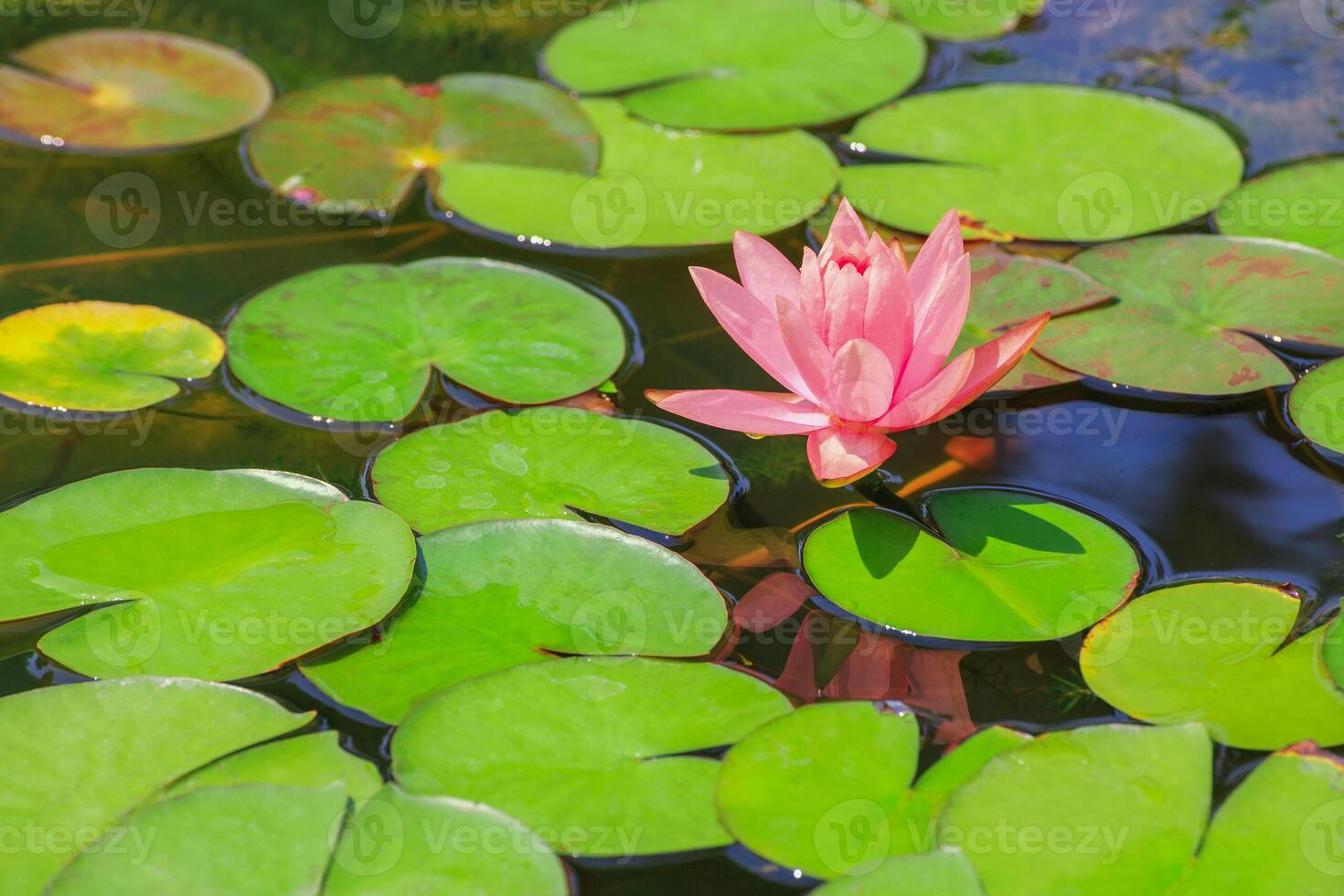 Pink lotus flowers blooming in a pond filled with green leaves. photo