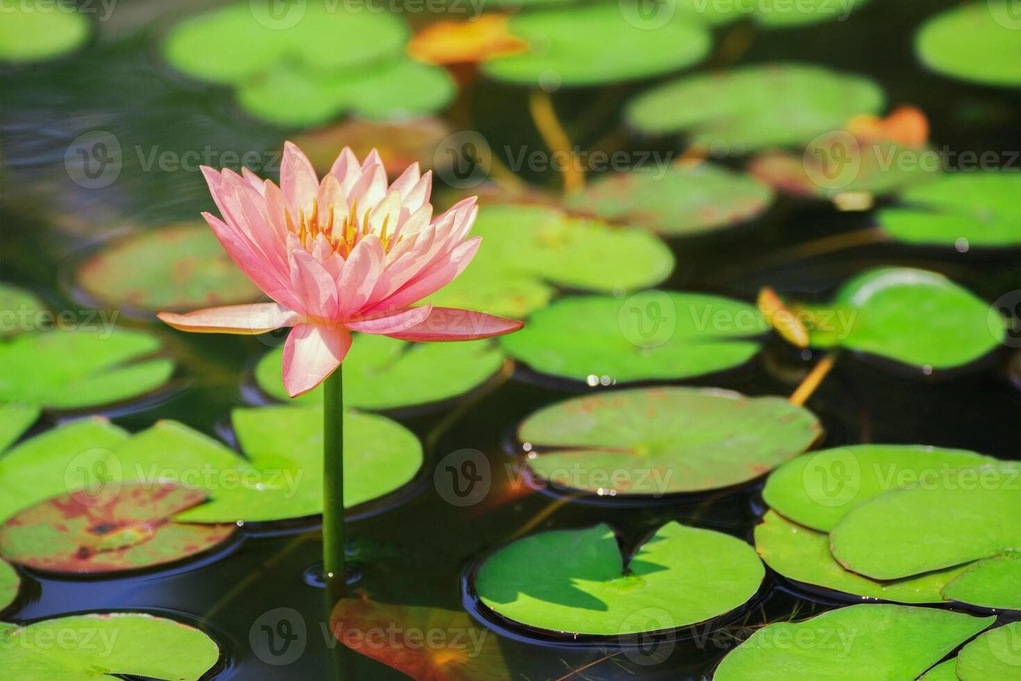 Pink lotus flowers blooming in a pond filled with green leaves. photo