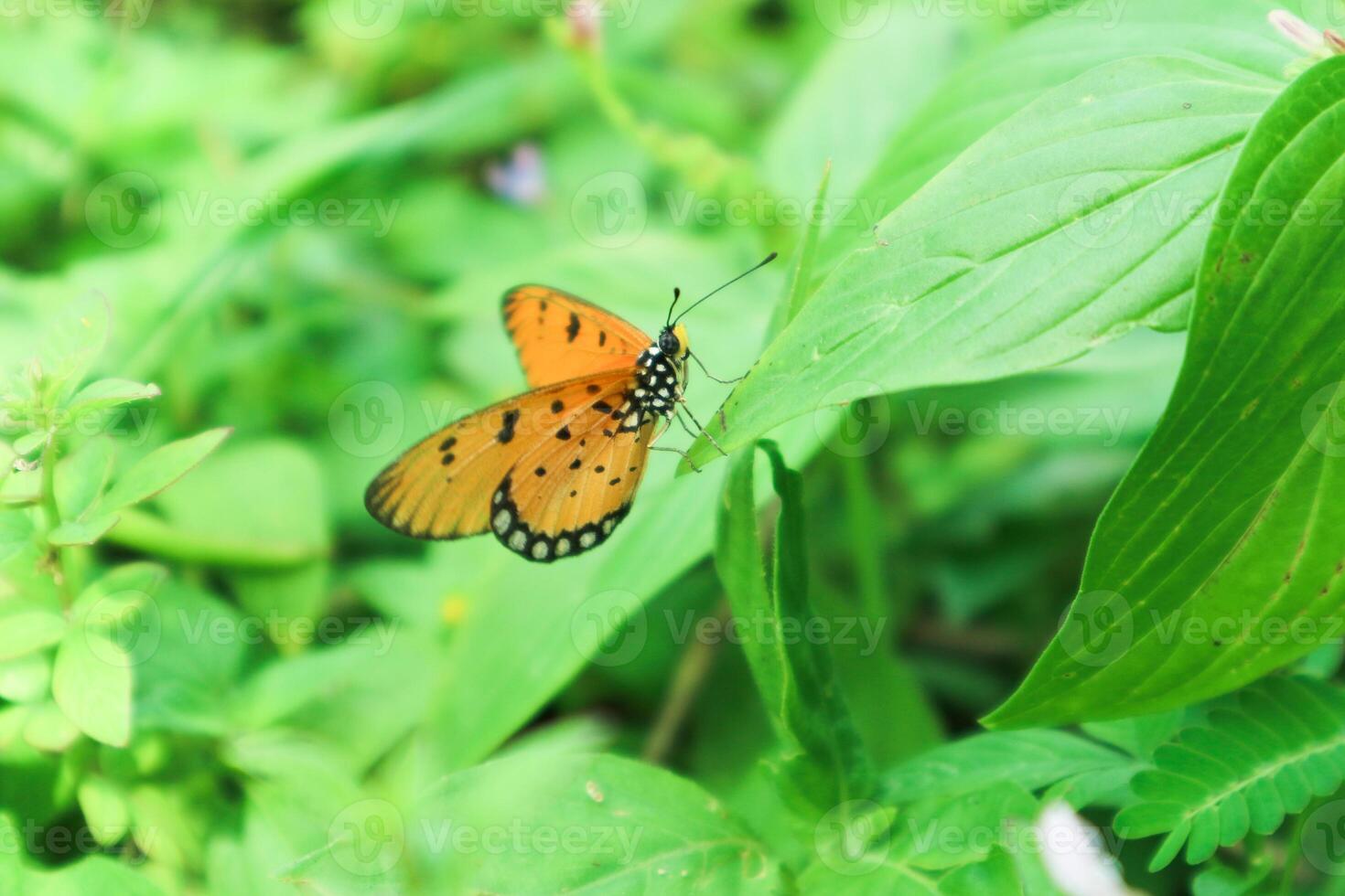 Danaus chrysippus, also known as the plain tiger is a medium-sized butterfly widespread in Asia, Australia and Africa photo