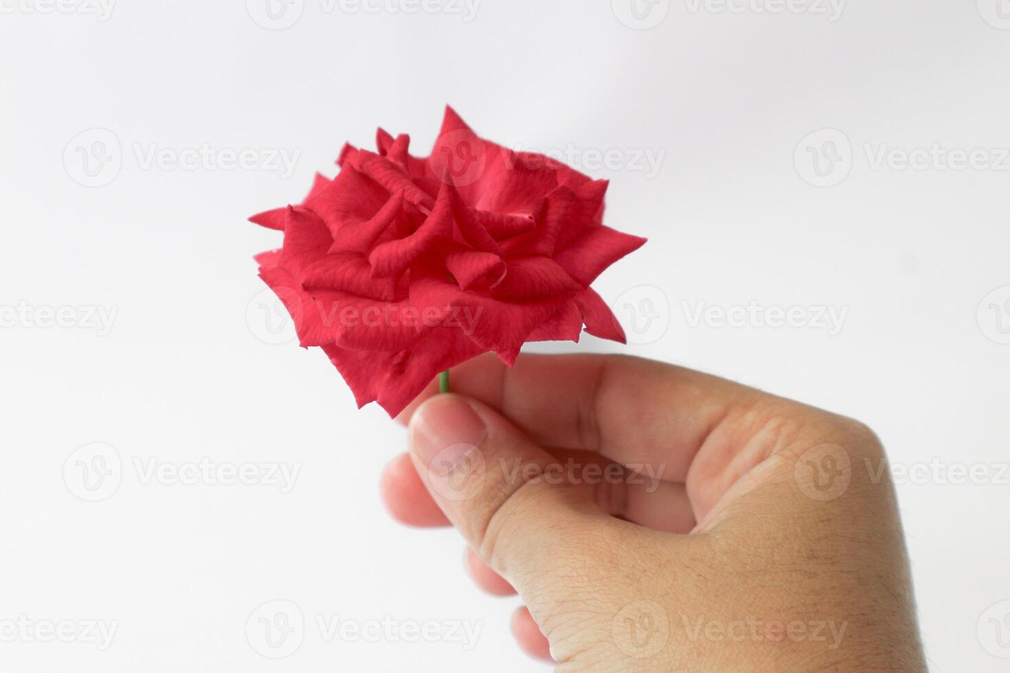 Exquisite Closeup of Rosa lucieae Franch Flower Showcasing its Intricate Petals and Timeless Beauty. photo