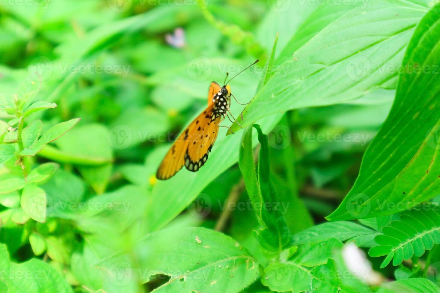 danaus crisipo, además conocido como el llanura Tigre es un talla media mariposa extendido en Asia, Australia y África foto