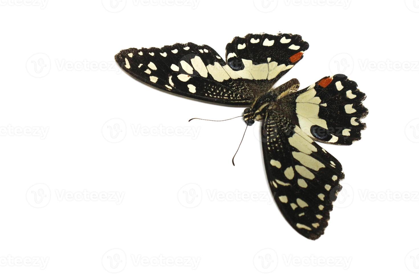 Orange butterfly Chequered swallowtail or Papilio demoleus photo
