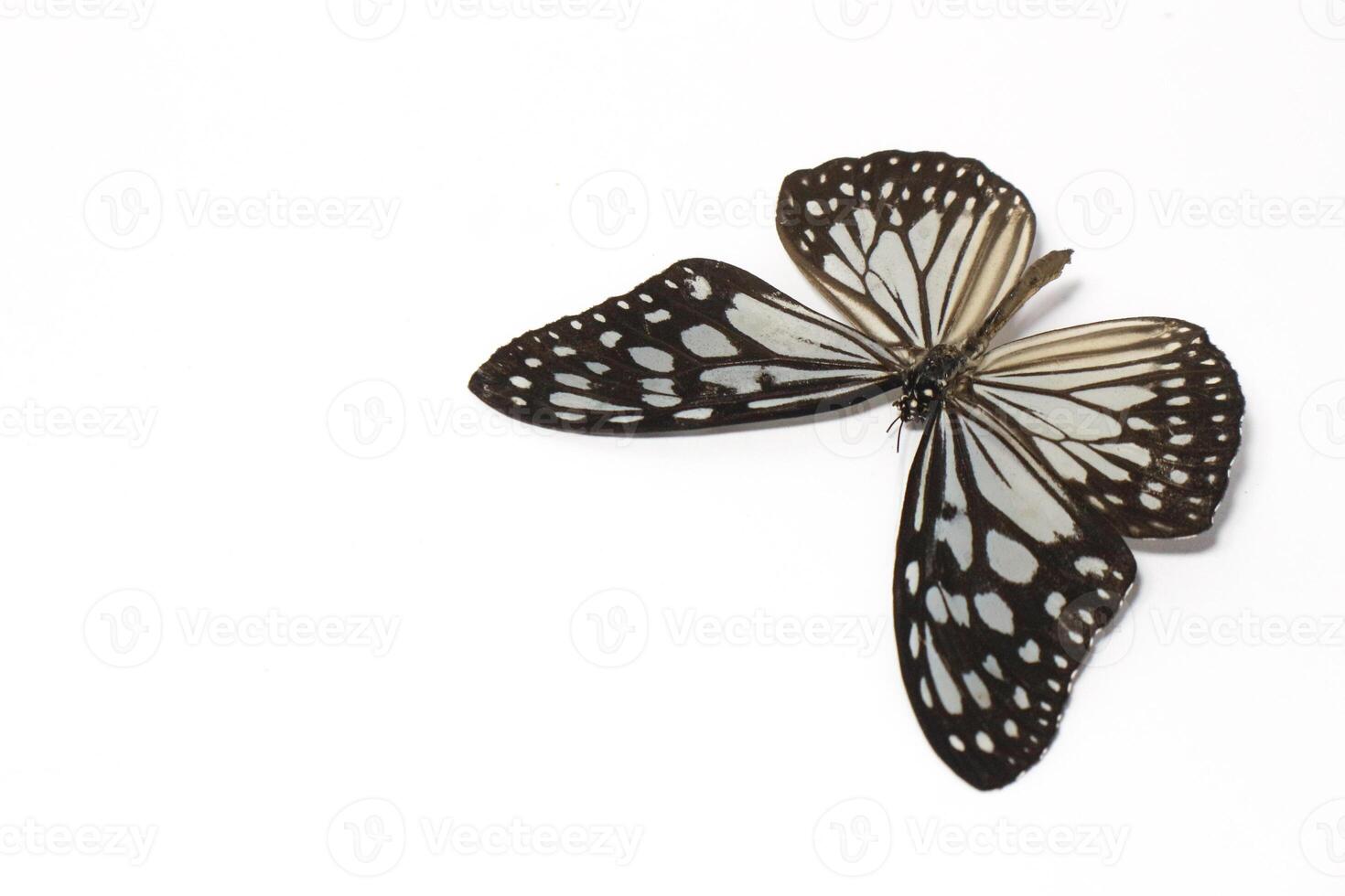 Parantica aglea, the glassy tiger, is a butterfly found in the Indomalayan realm. The species is a member of the Danainae subfamily of the Nymphalidae photo