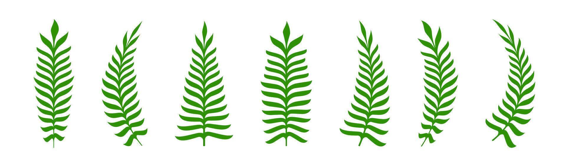Fern twig set. Branch with green leaves. Floral decoration. vector