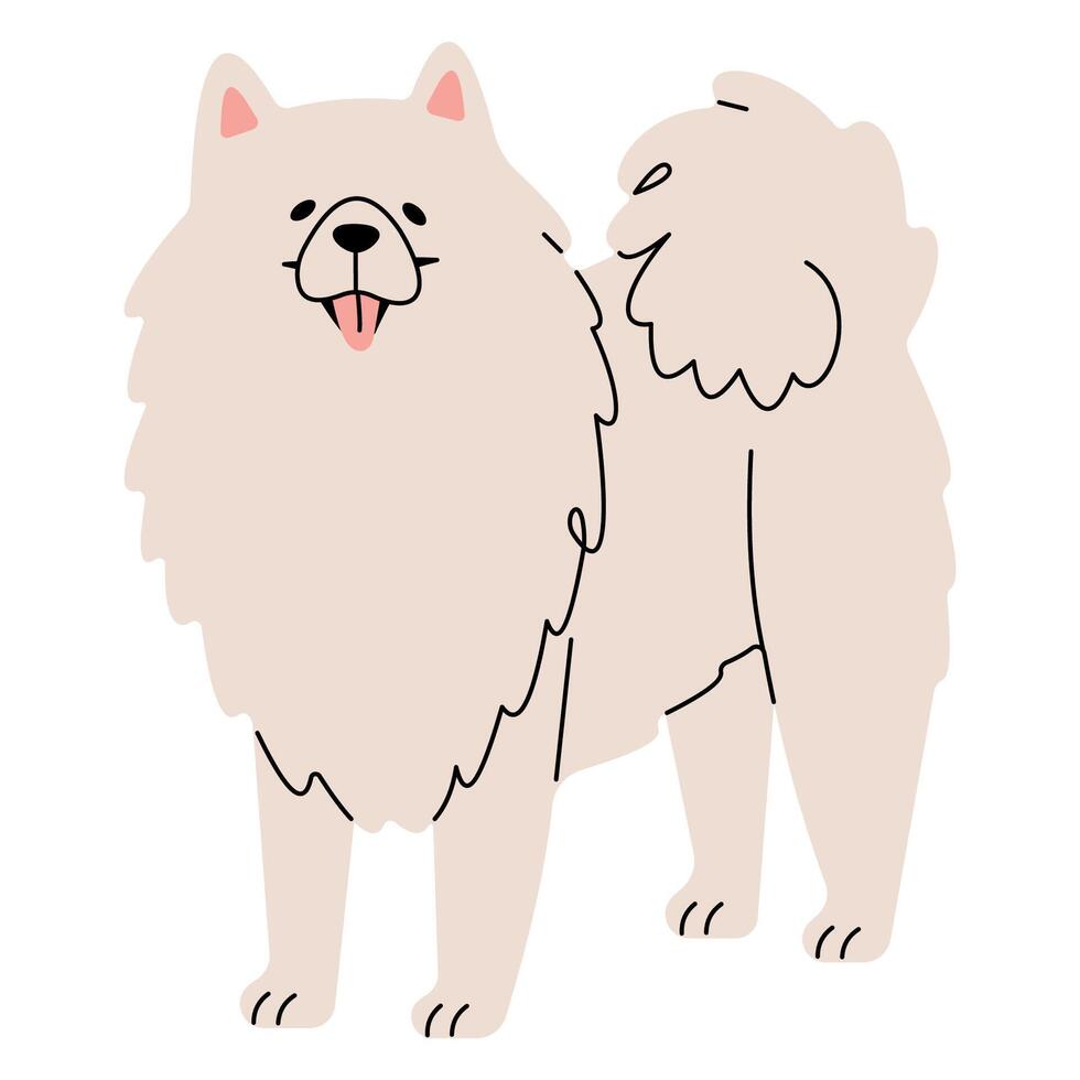 Samoyedo linda en un blanco fondo, ilustración. vector