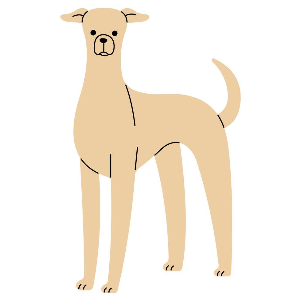 Greyhound cute on a white background, illustration. vector