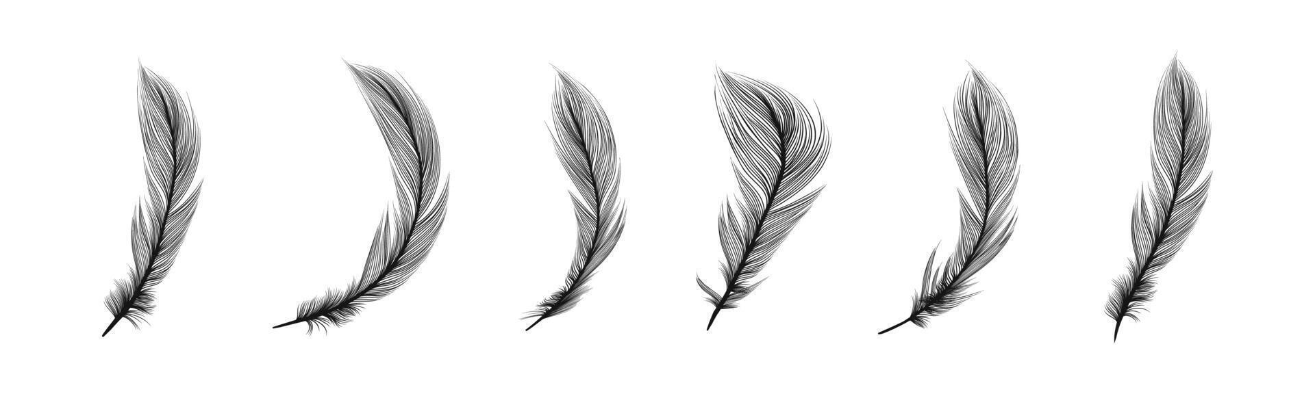 Bird feathers set. Teathers illustration vector