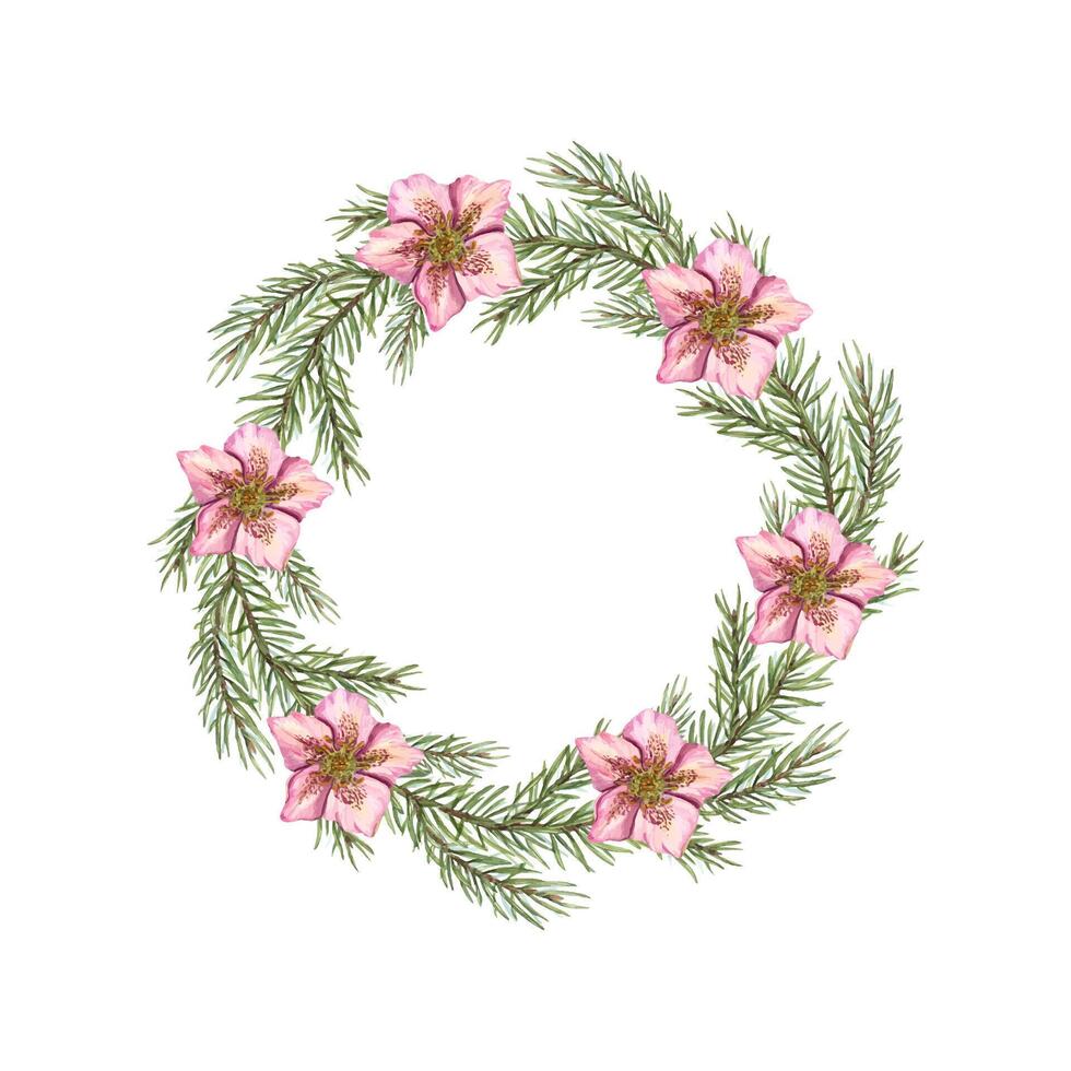 Xmas wreath with hellebore flowers and spruce branches. Winter green lush sprig, pink flower heads. Space for text. Watercolor illustration. For postcard design, New Year cards, greeting vector