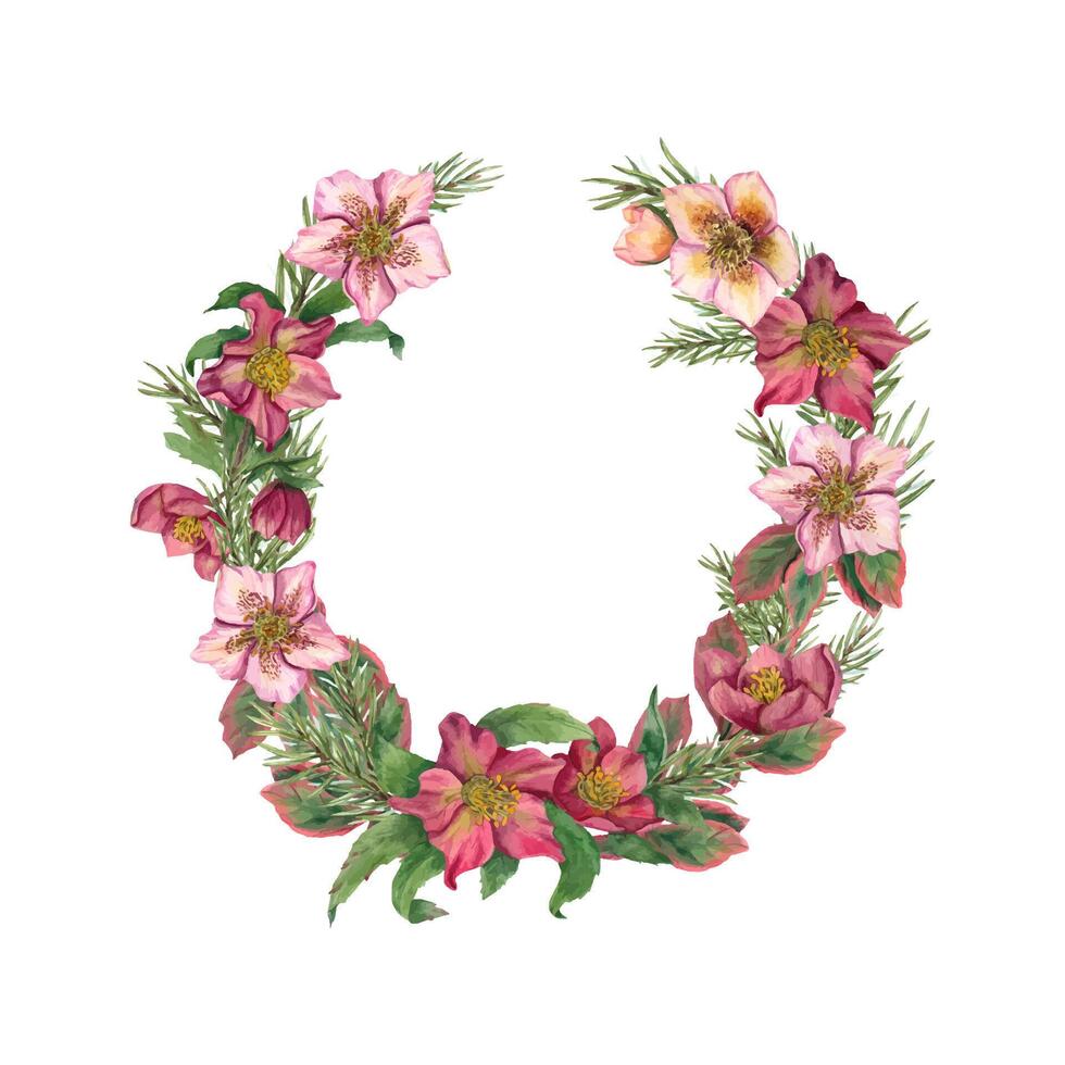 Xmas wreath with hellebores and spruce branches. Winter flowers, green lush sprig. Space for text. Watercolor illustration. For postcard design, New Year cards, greeting vector
