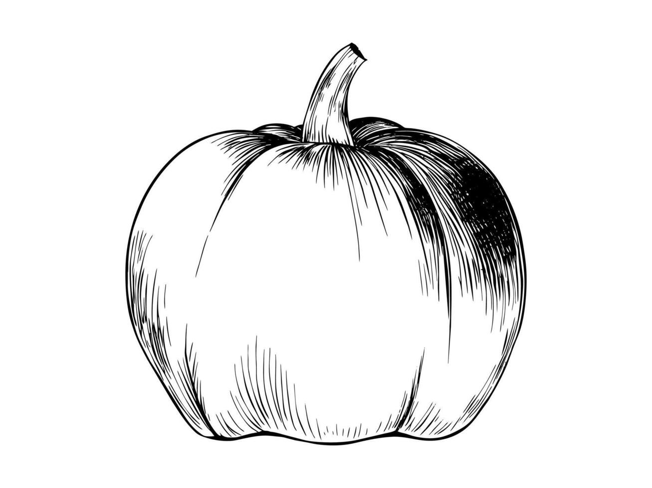 Hand-drawn pumpkin sketch. Black and white detailed illustration. Concept of autumn harvest, Halloween decoration, Thanksgiving, and organic farming. Isolated on white background. vector