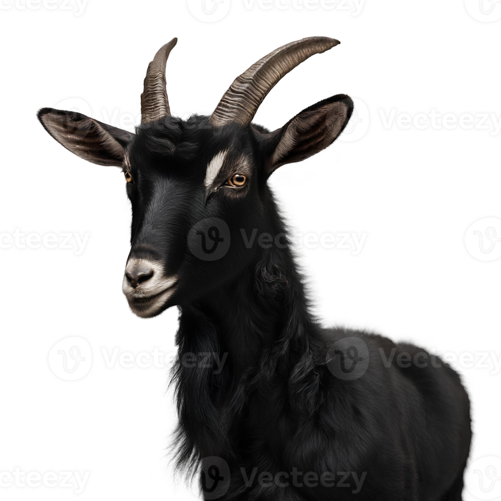 Black goat isolated on transparent background png