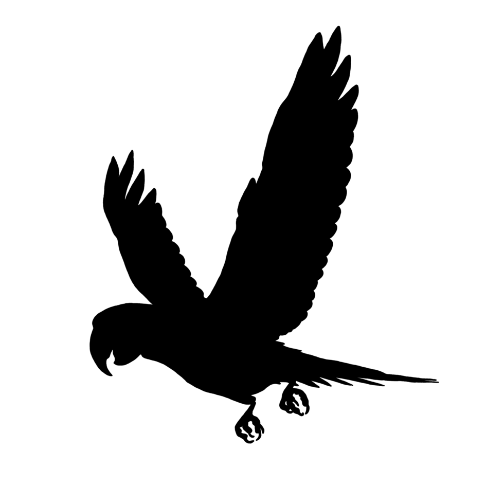 Black Parrot Clip Art - Parrot Illustration - Parrot Drawing png