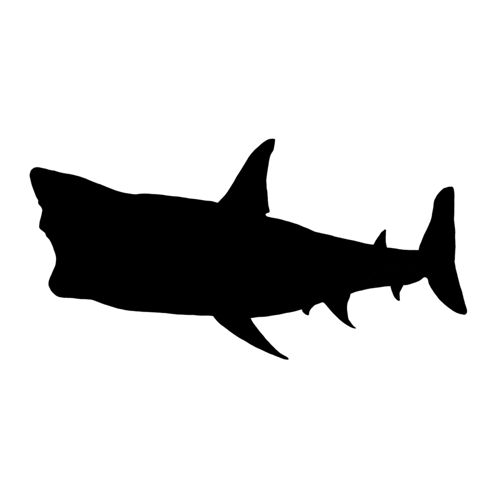 Black Shark Drawing - Shark Illustration - Shark Clip Art png