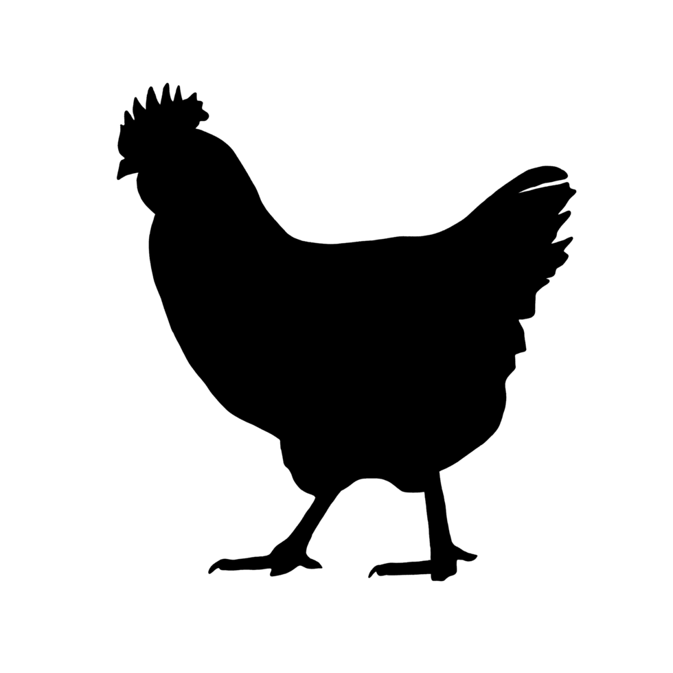 Black Chicken Drawing - Chicken Clip Art - Chicken Illustration png