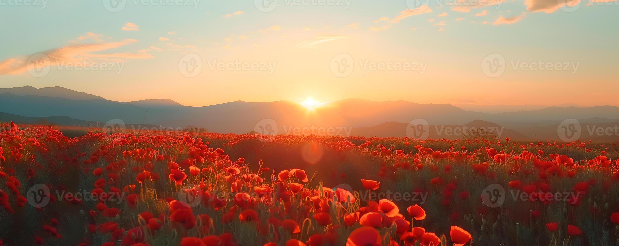 Beautiful field of red poppies in sunset light photo