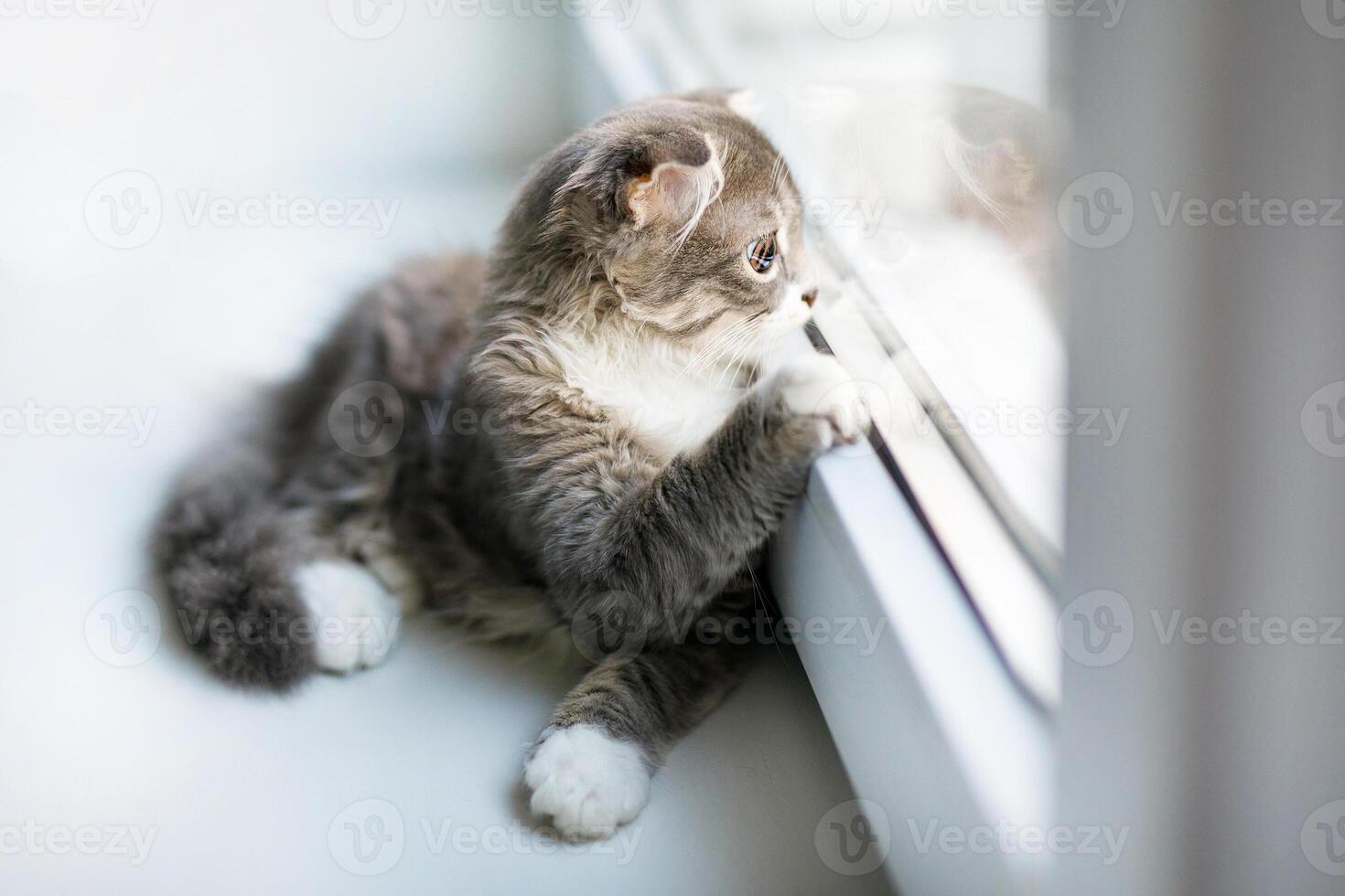 A lop-eared cat kitten lying on the windowsill photo