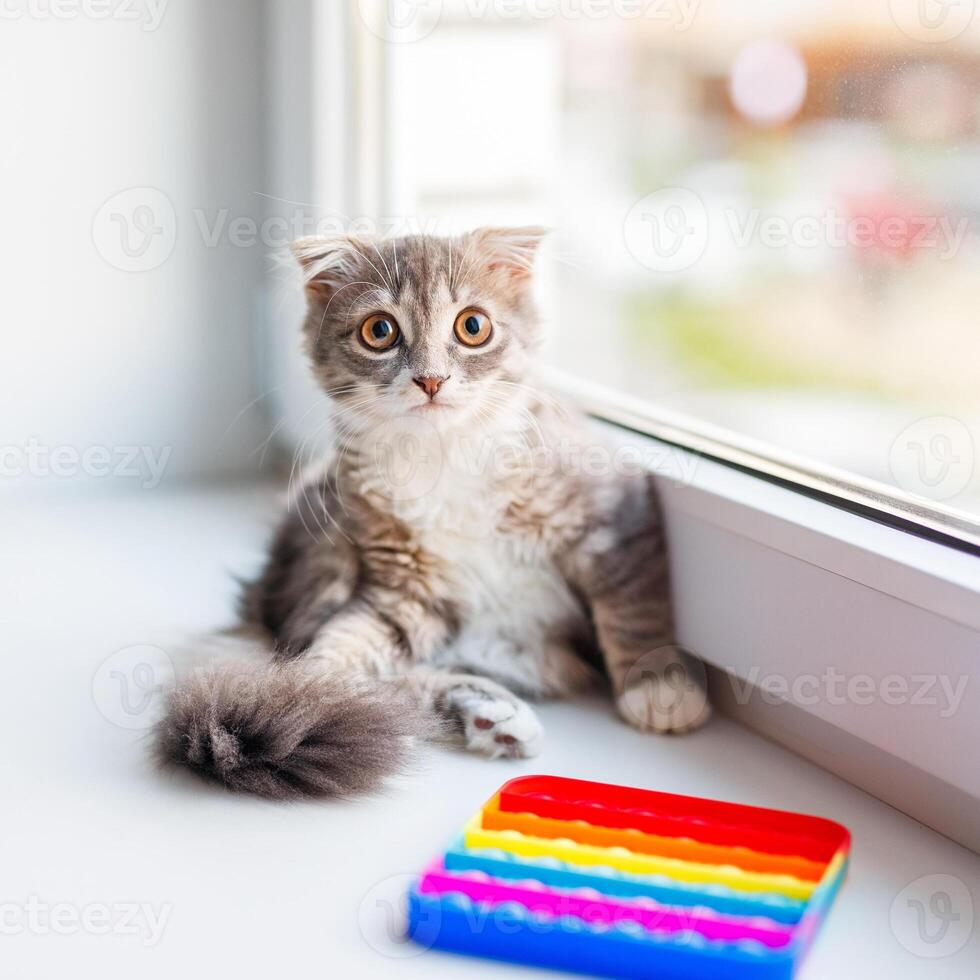 A lop-eared cat kitten lies on the windowsill and plays with a children's toy popit photo