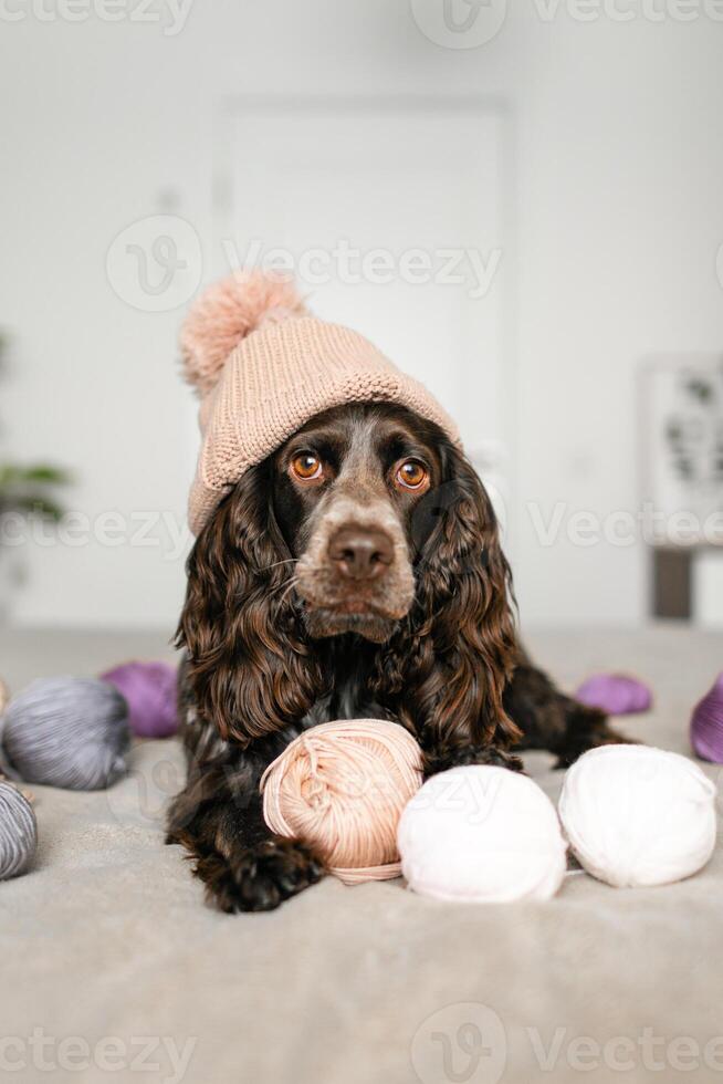 Playful Brown Cocker Spaniel Canine in Knitted Hat with Woolen Balls on Bed photo