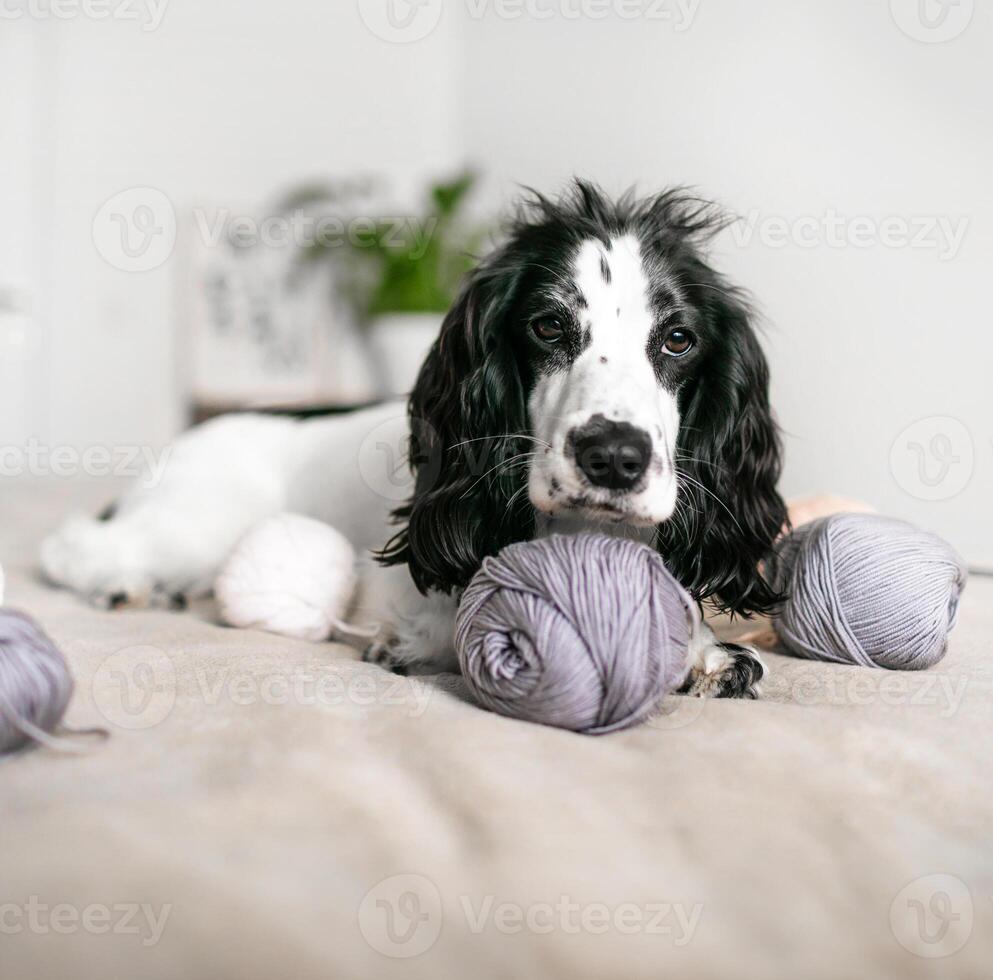 Playful Spaniel Puppy Engages with Colorful Woolen Balls on Bed photo