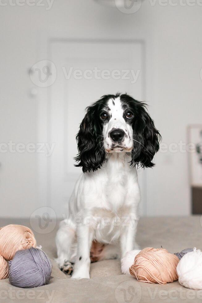 Sweet Spaniel Puppy Enjoys Playtime with Wool Balls on Comfy Bed photo