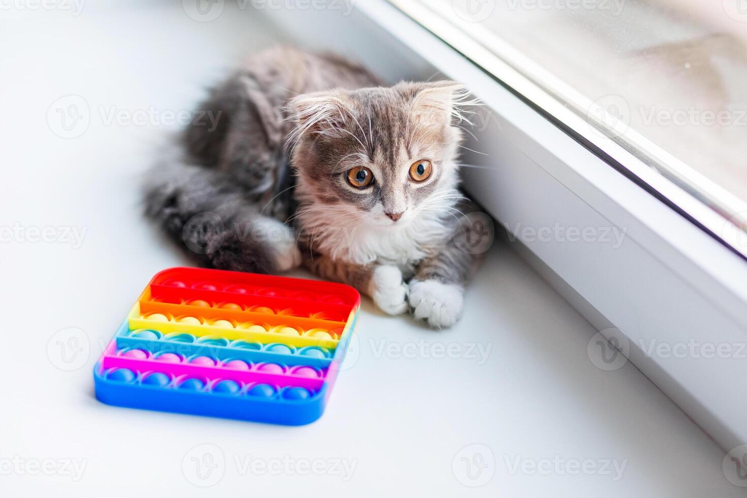 A lop-eared cat kitten lies on the windowsill and plays with a children's toy popit photo