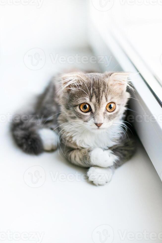 A lop-eared cat kitten lying on the windowsill photo