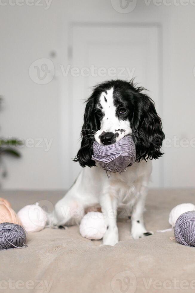 juguetón spaniel perrito absorto en de lana pelota aventuras en cama foto