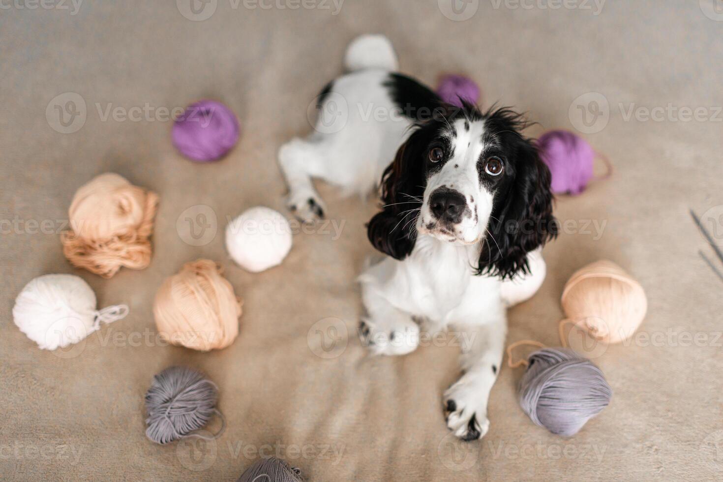 Playful Spaniel Puppy Engages with Colorful Woolen Balls on Bed photo