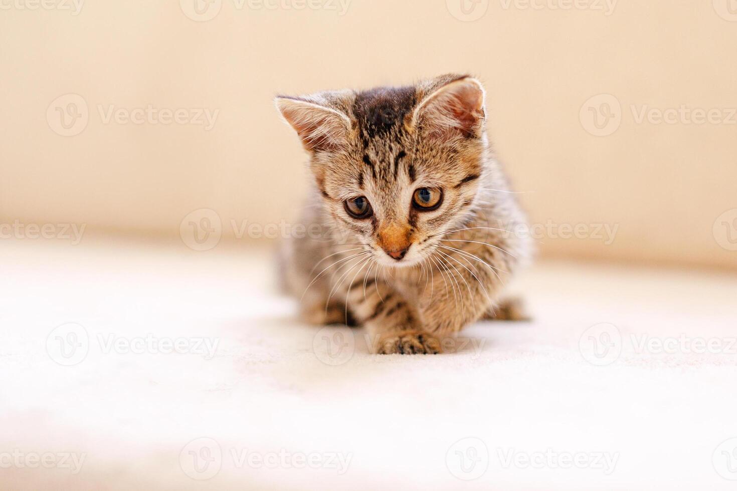 A little striped kitten playing on a beige blanket and catching something with her paws, hunting photo