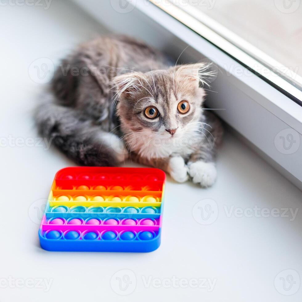A lop-eared cat kitten lies on the windowsill and plays with a children's toy popit photo