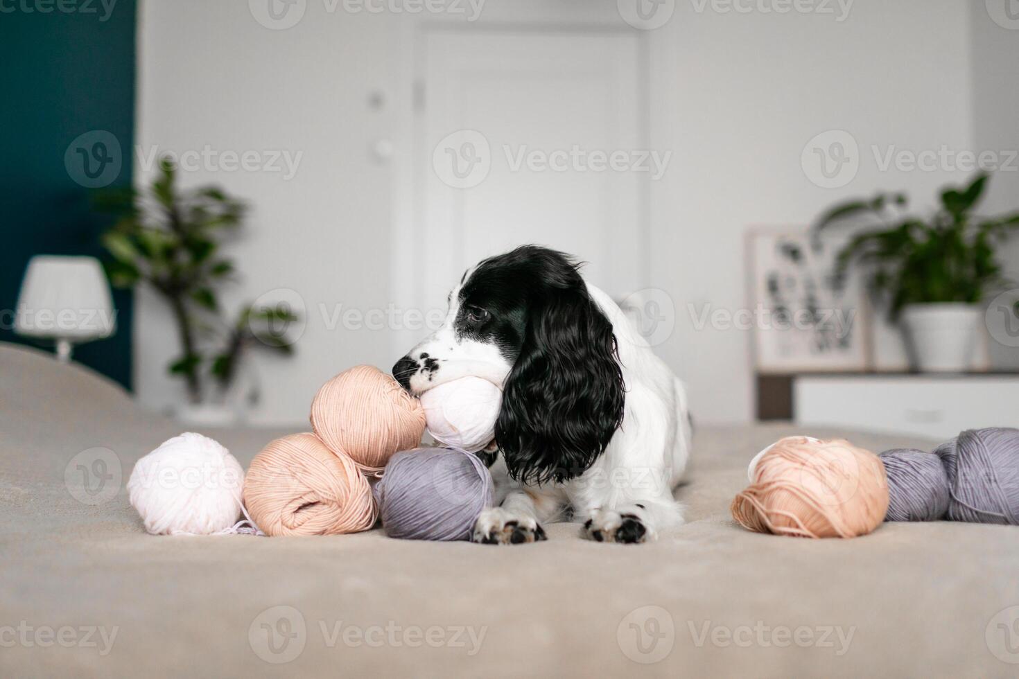 Playful Spaniel Puppy Engages with Colorful Woolen Balls on Bed photo