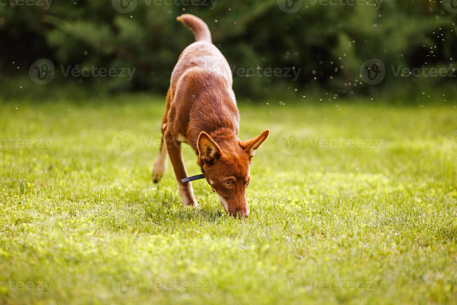 Australian Kelpie puppy outside in the yard on the green lawn photo