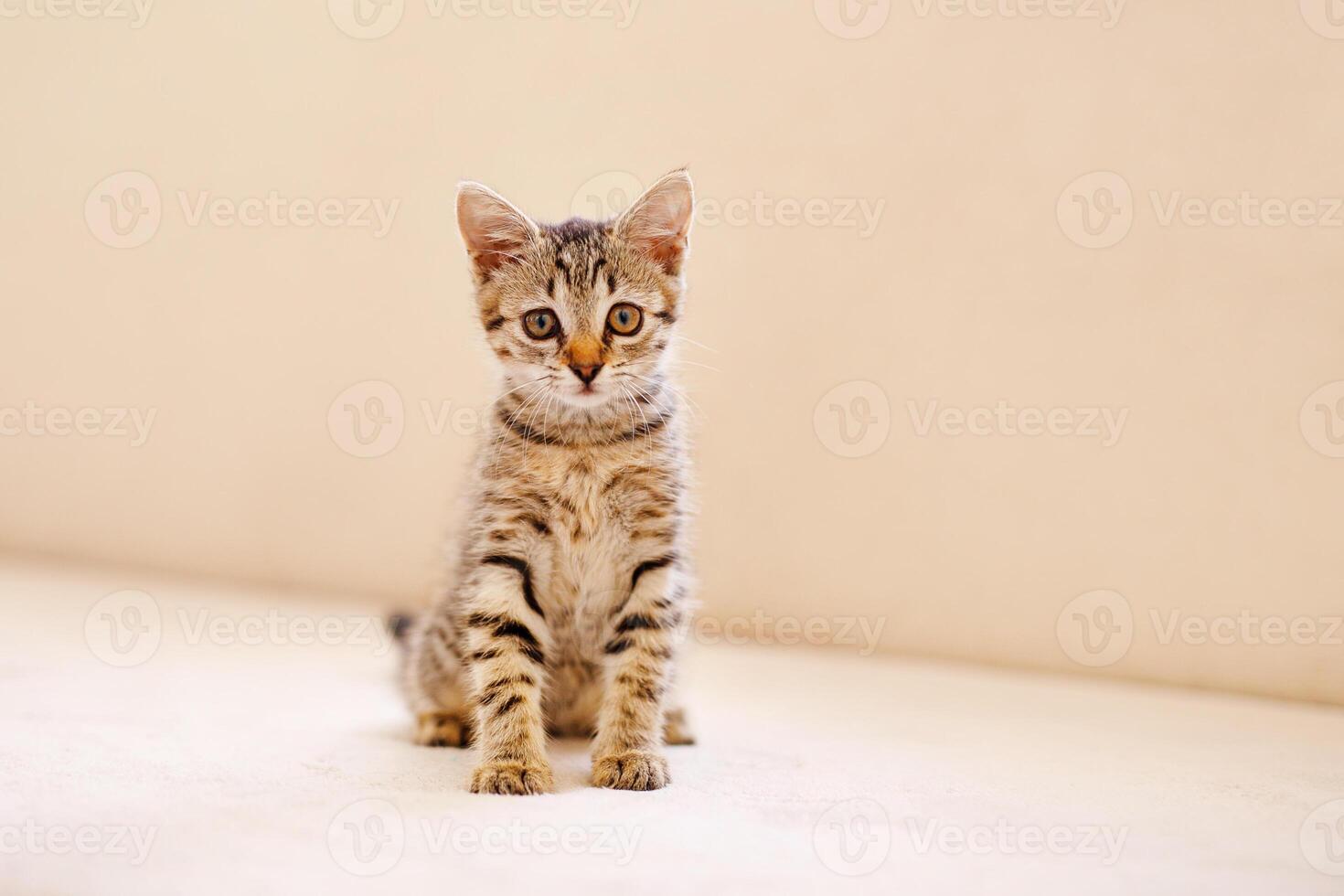 A little striped kitten sits on a cozy beige couch and stares with big eyes. Home comfort concept photo