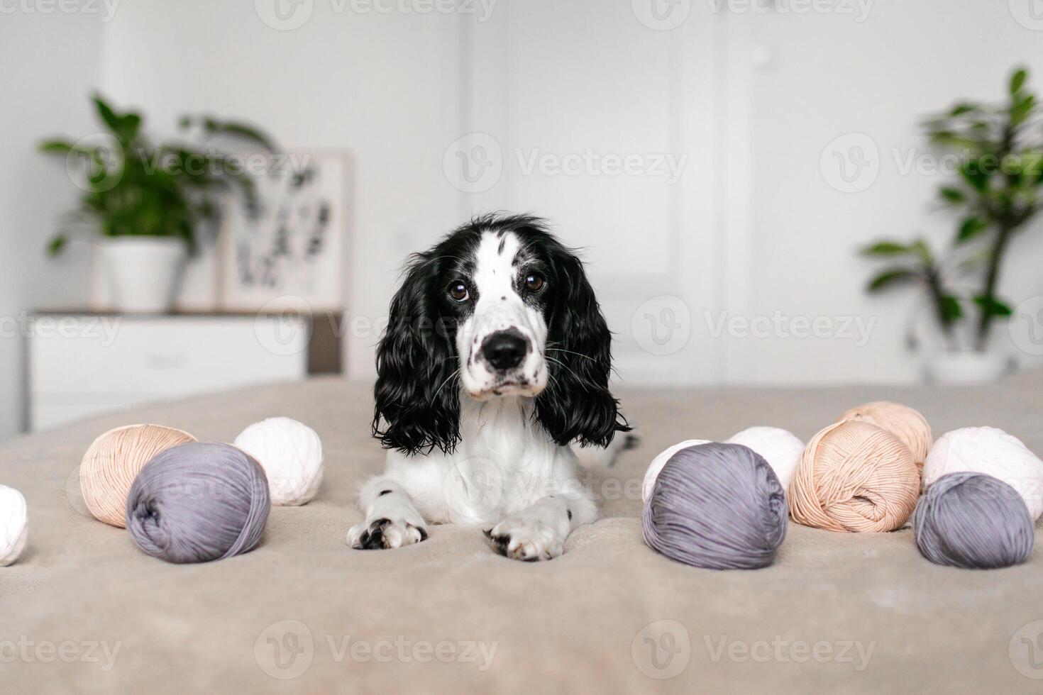 Playful Spaniel Puppy Engages with Colorful Woolen Balls on Bed photo