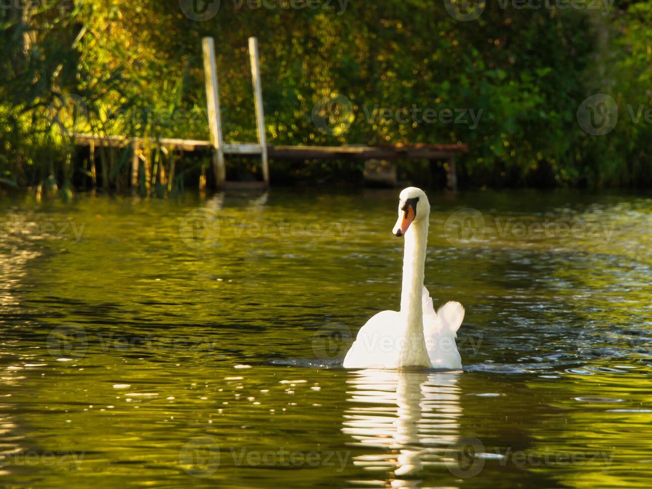 an elegant white swan swims in the water. the wild animal appears majestic. Bird photo