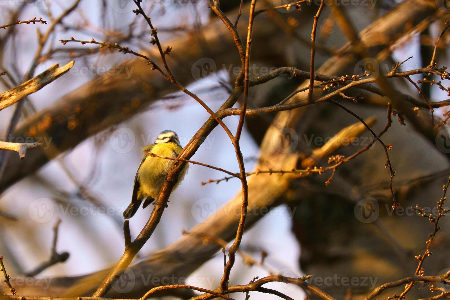 Blue tit on a branch in a tree at sunset. Bird species finch. Colorful bird photo