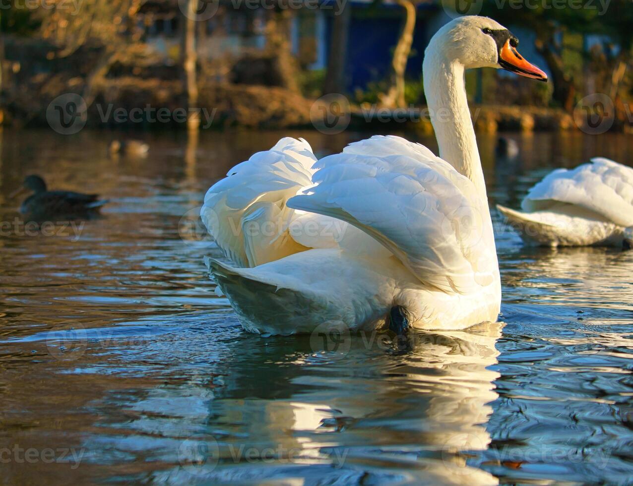 Mute swan swimming on the water. Large white bird. Elegant with splendid plumage photo