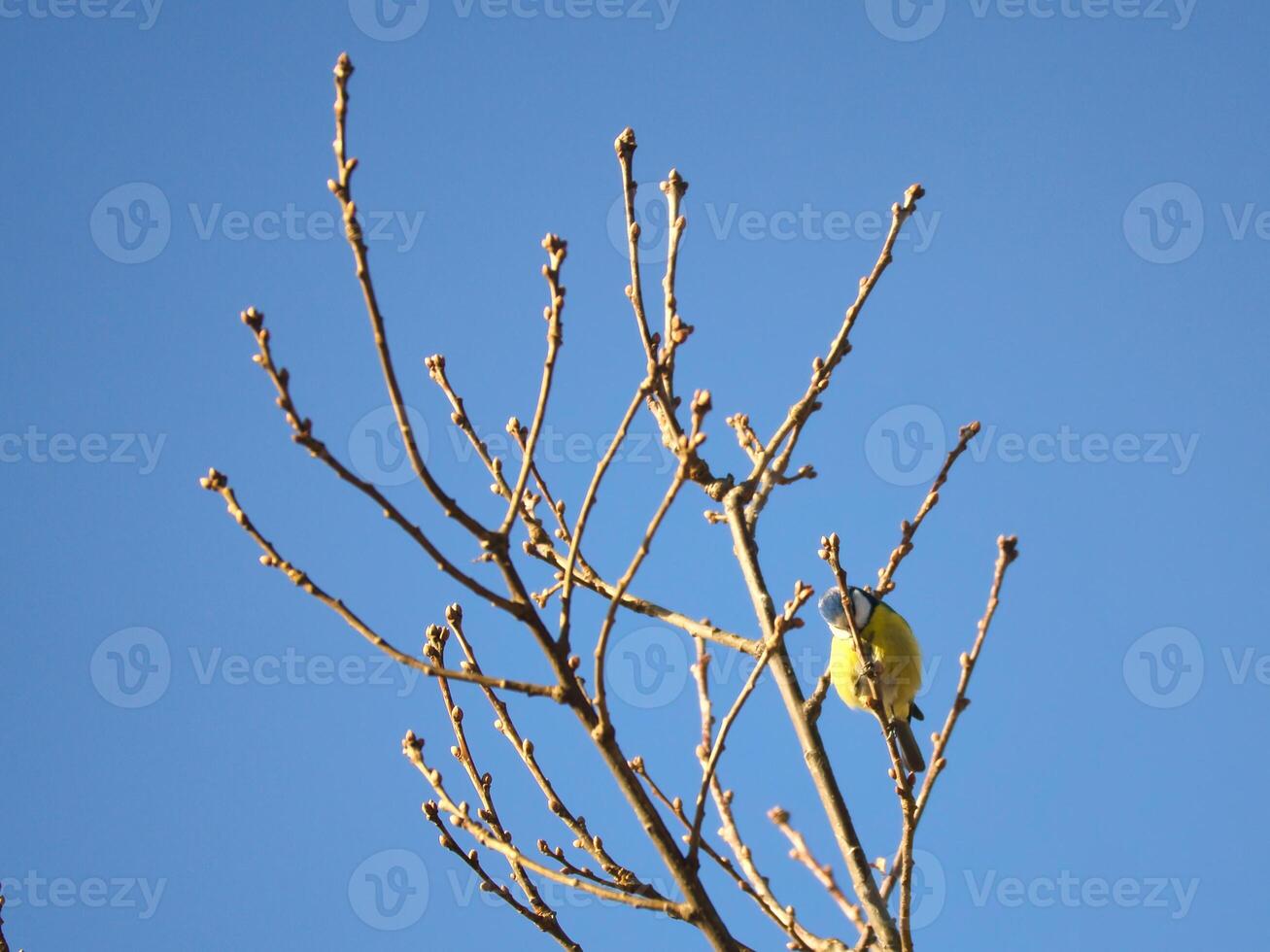 Blue tit on a branch of a tree in front of a blue sky. Bird species finch. Bird photo