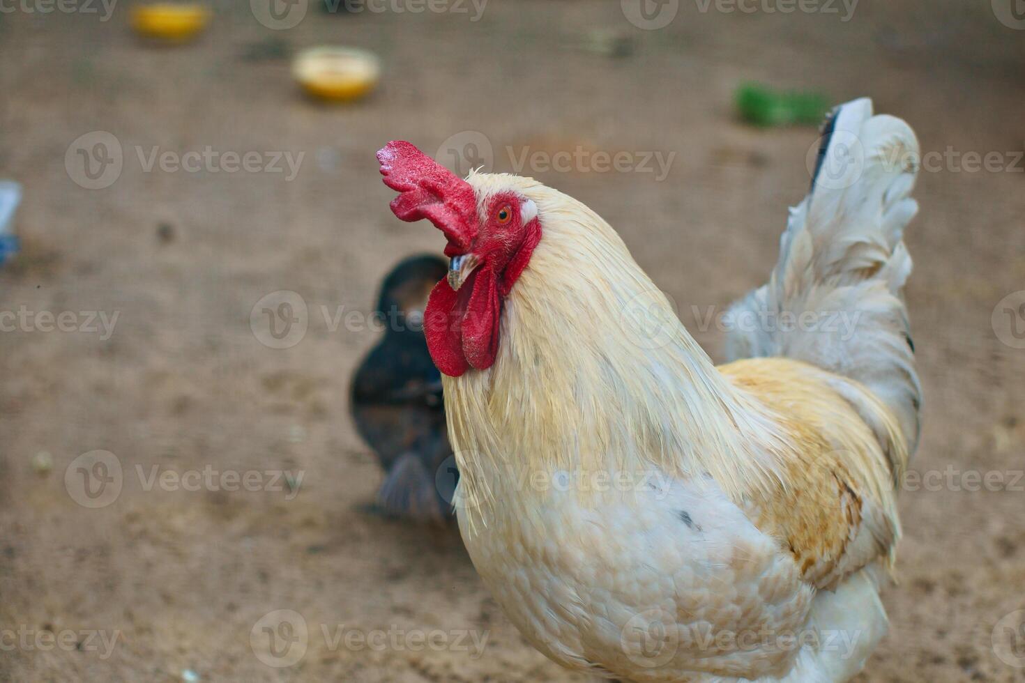 White chicken with red comb, farm animal on a farm. Feathers and beak, portrait photo
