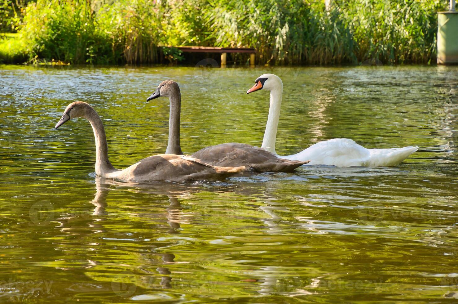 Swan family. Elegant white swan swims in the water with its two grey young. Bird photo