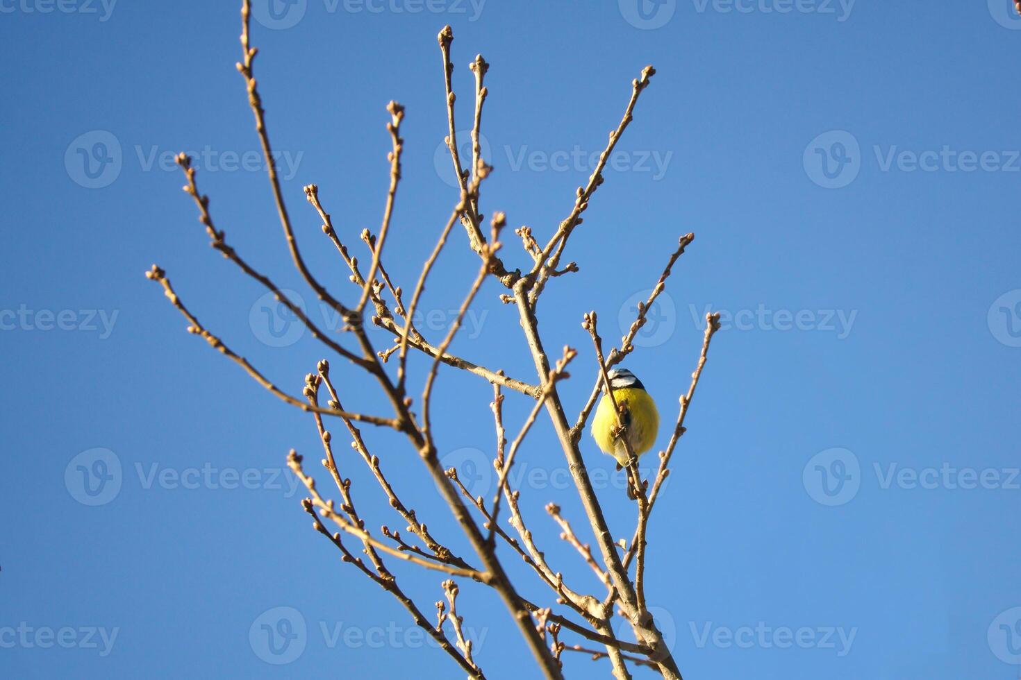 Blue tit on a branch of a tree in front of a blue sky. Bird species finch. Bird photo