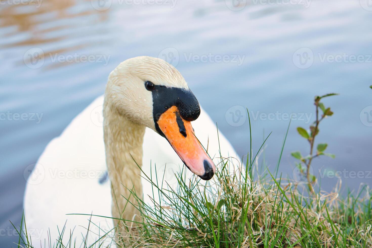 an elegant white swan swims in the water. the wild animal appears majestic. Bird photo